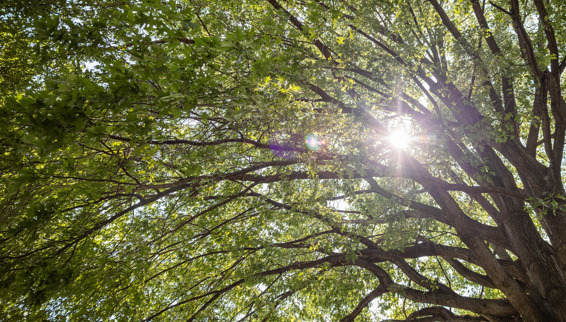 Healthy tree canopy with strong branch structure and lush foliage