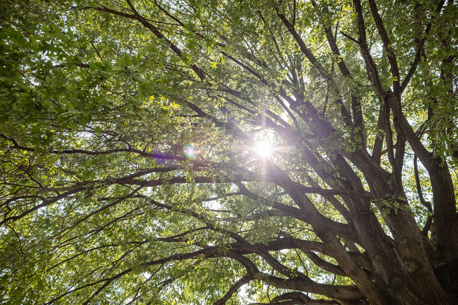 Healthy tree canopy with strong branch structure