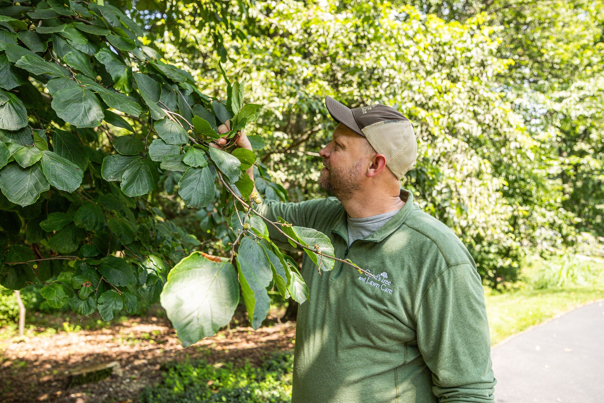 Plant health care technician inspecting tree foliage