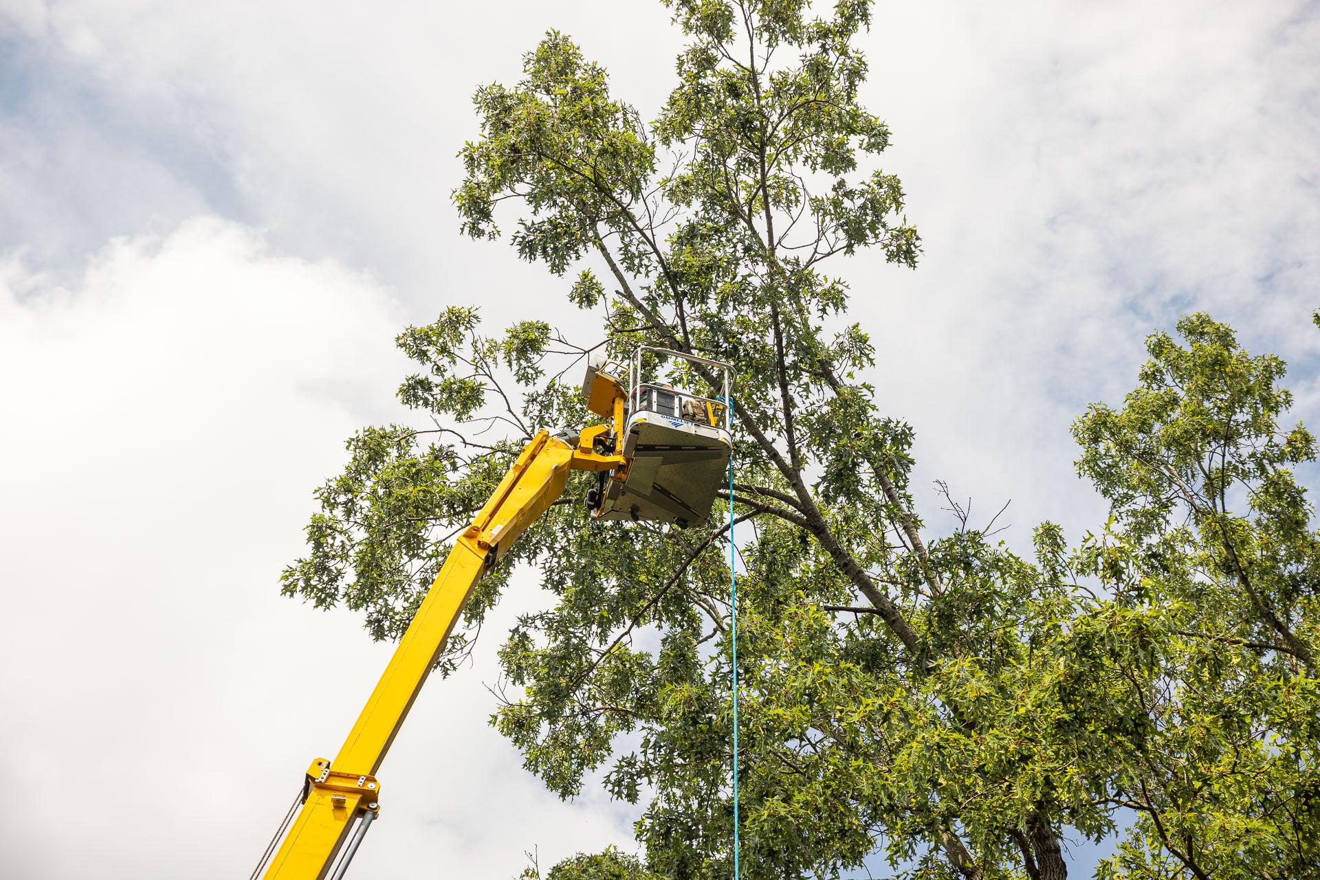 Arborist pruning tree branches from a spider lift