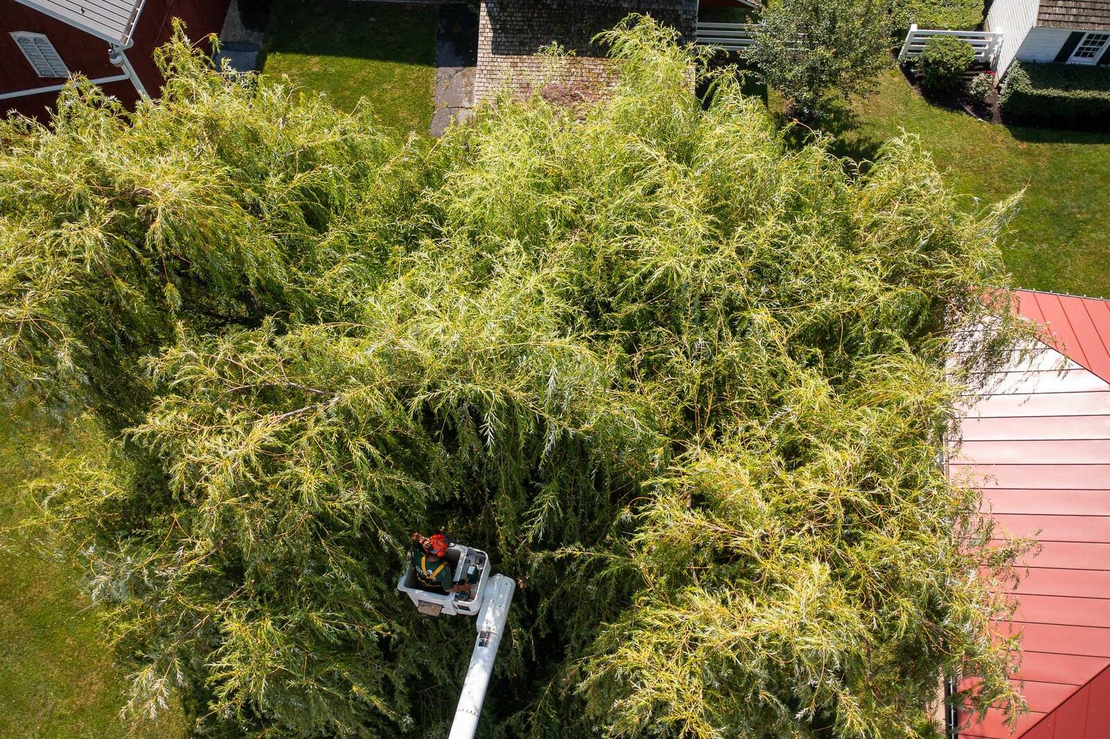 a willow tree being pruned in the summer