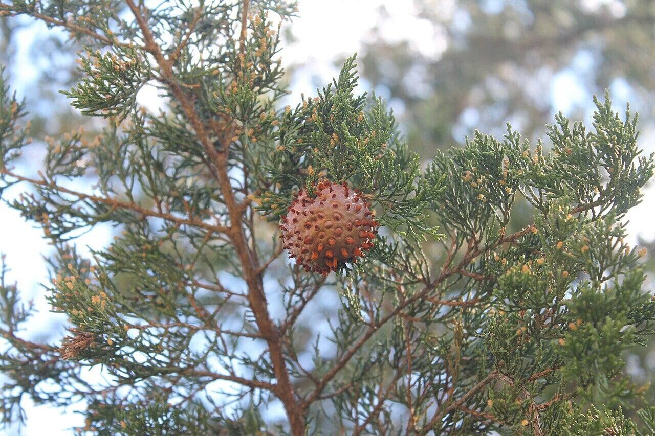 Cedar Apple Rust in a juniper tree