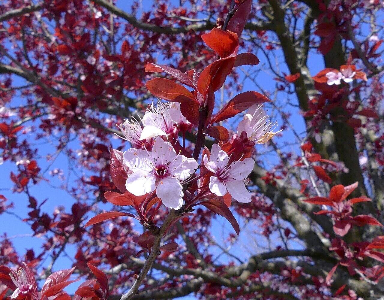 Purple Leaf Plum Tree