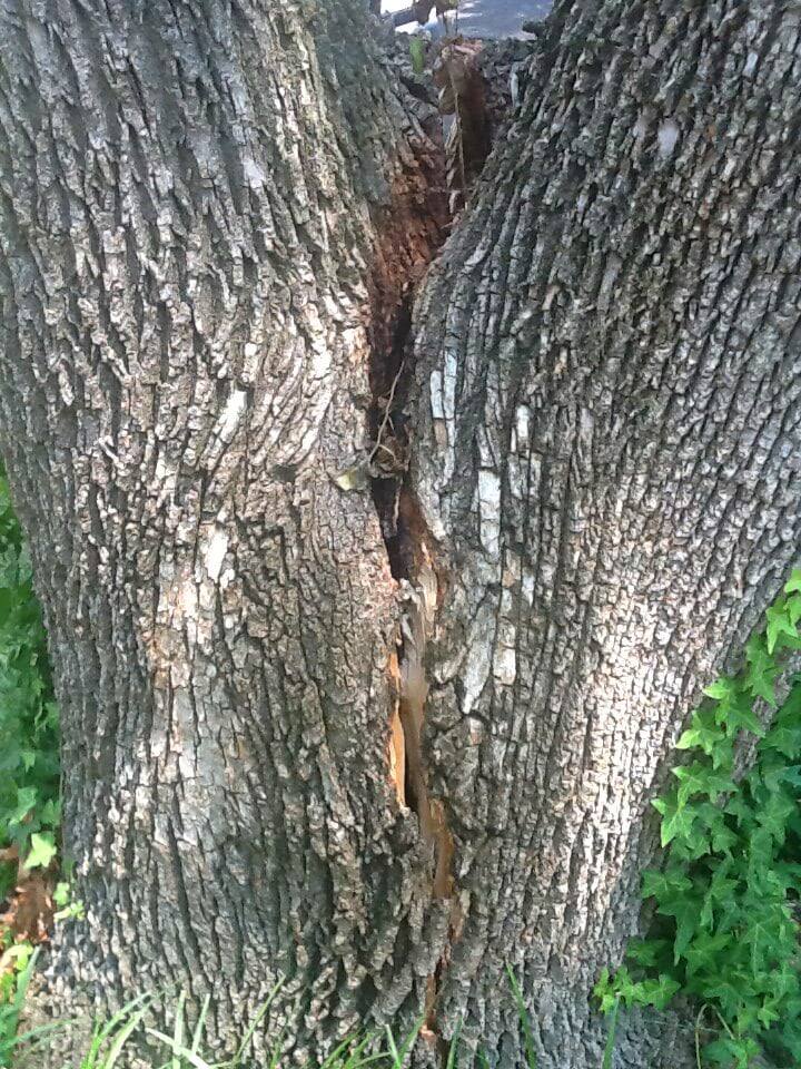 a split tree trunk that requires bracing