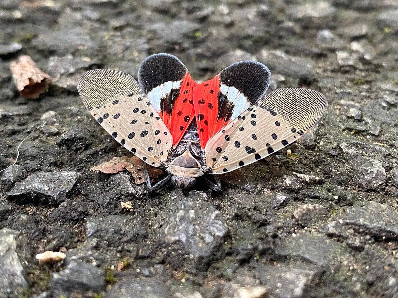 spotted lanternfly showing its colors