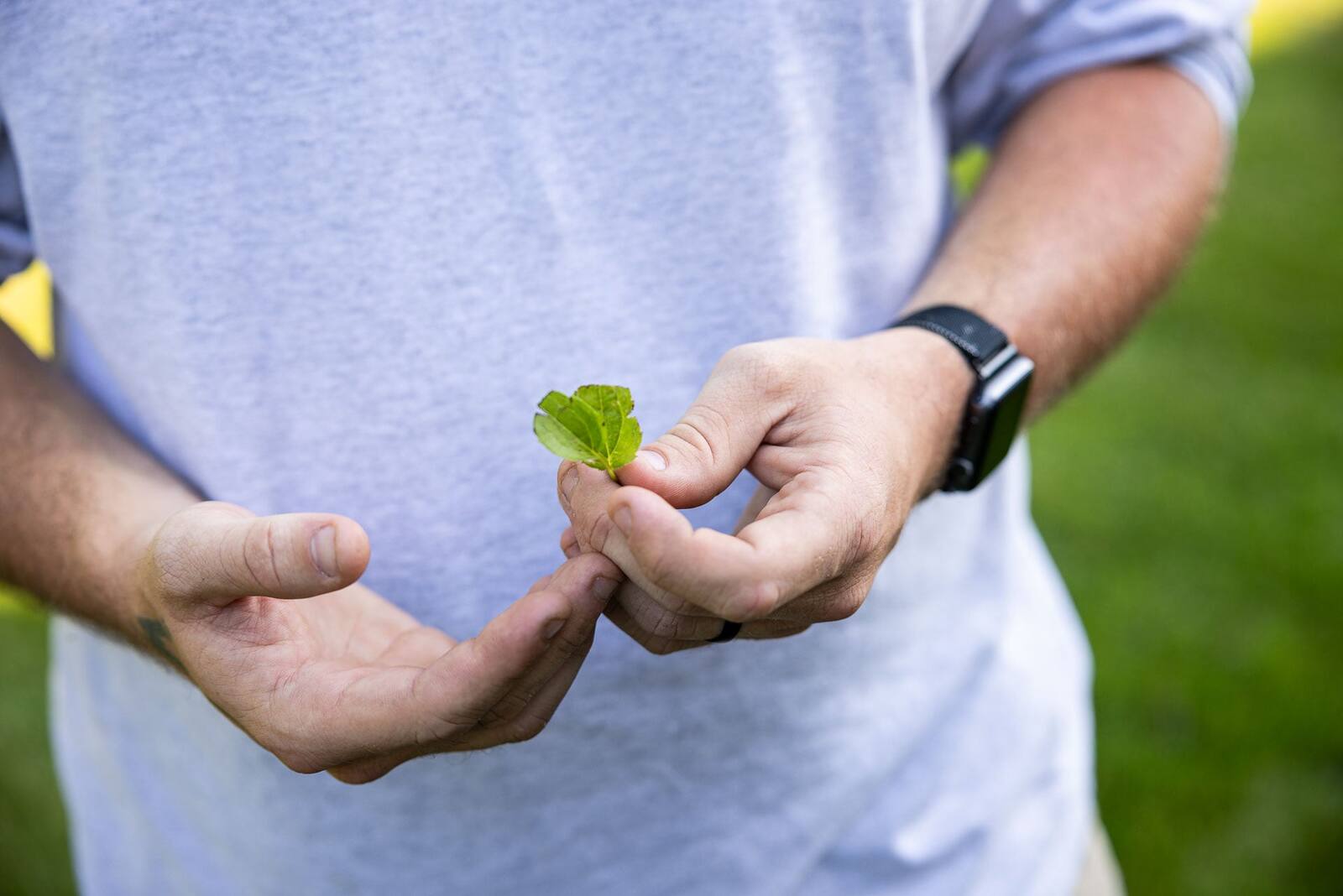 inspecting a leaf affected by tree pests