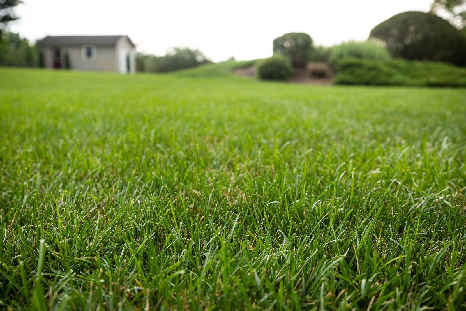 healthy grass is built in the fall