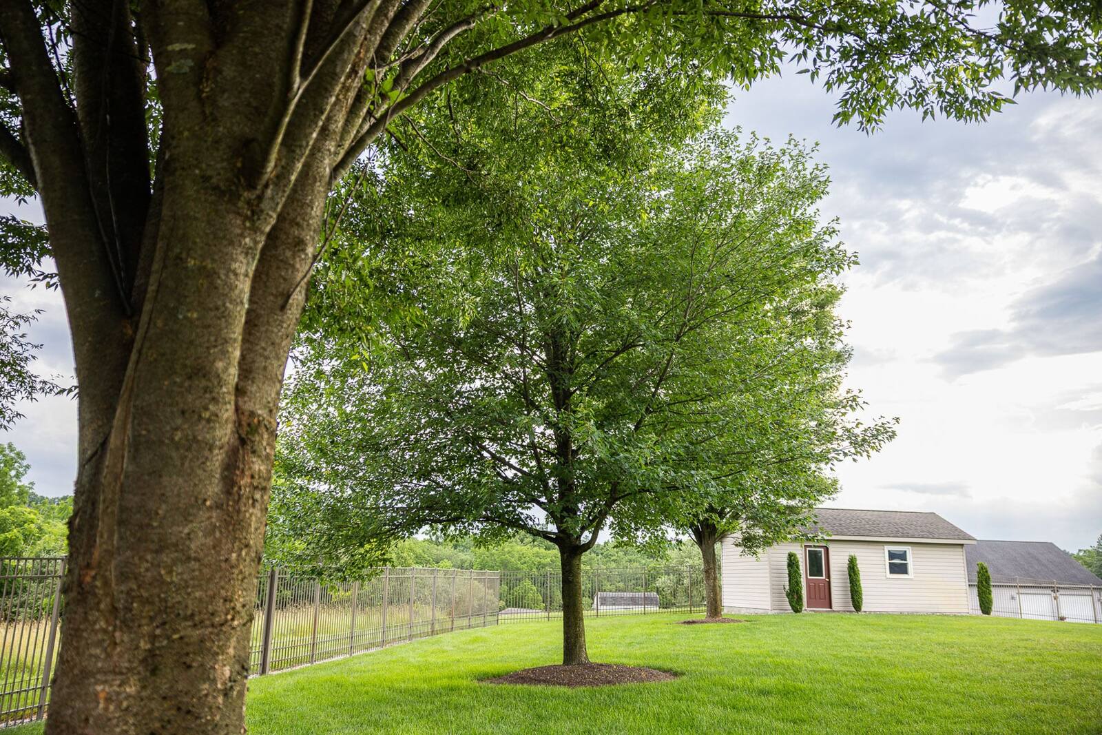 healthy tree in a yard