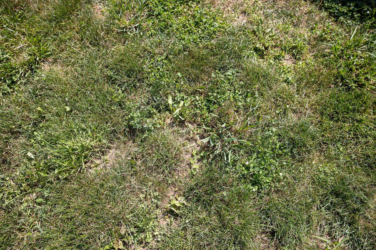 bare and thin patches in lawn allow weeds to take root