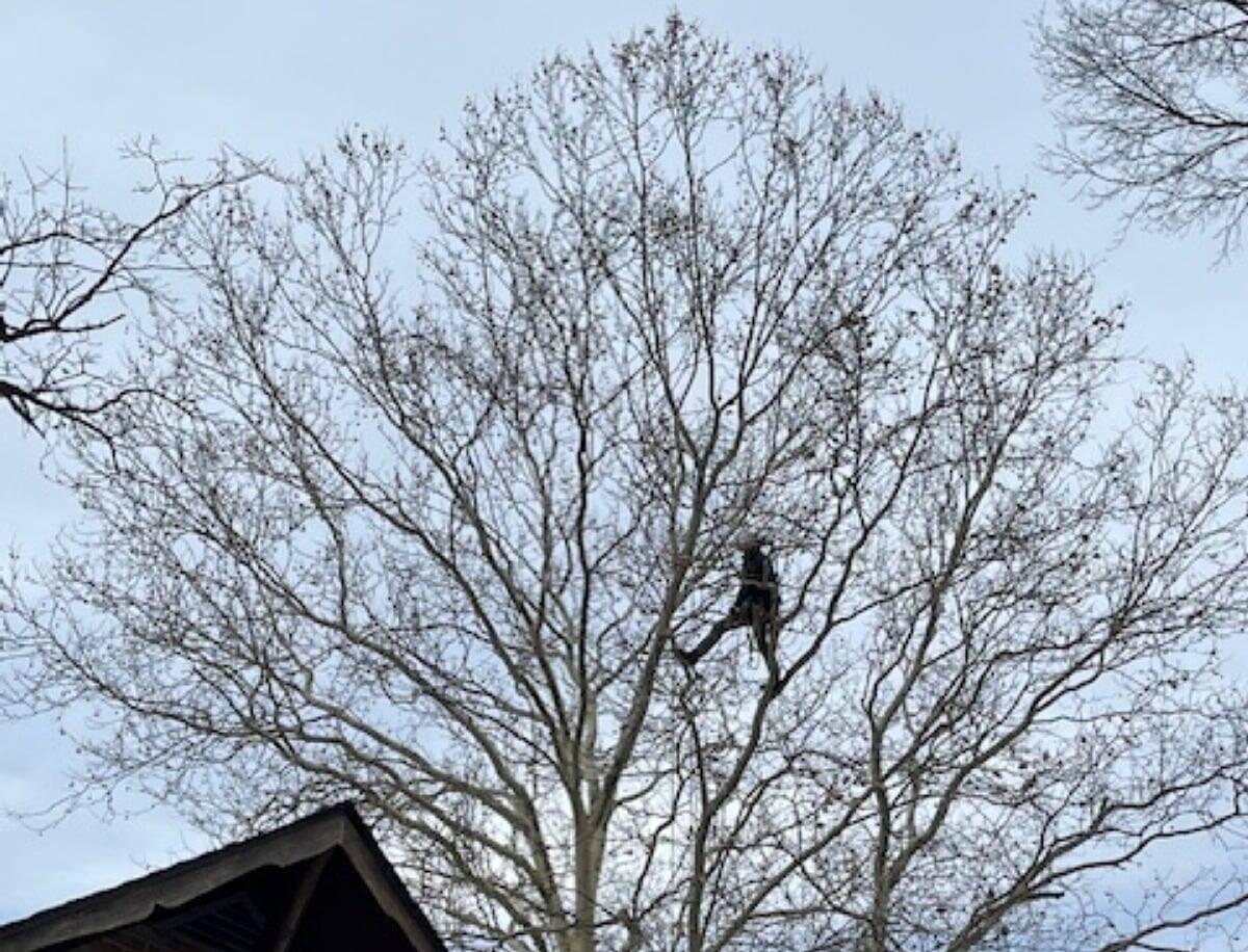 dormant pruning is easier as there are no leaves to obstruct the tree's structure