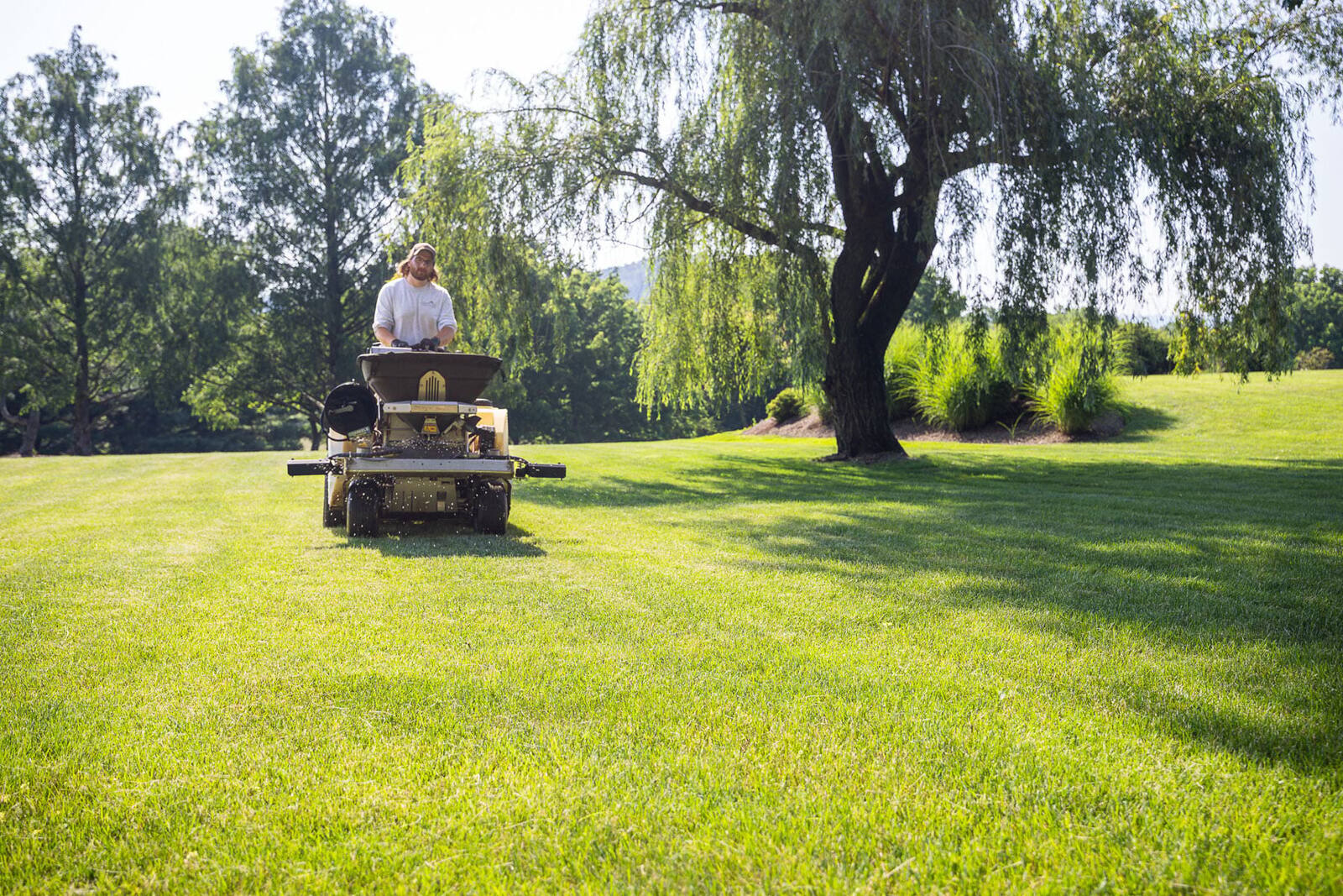 Plant health technician inspecting a tree