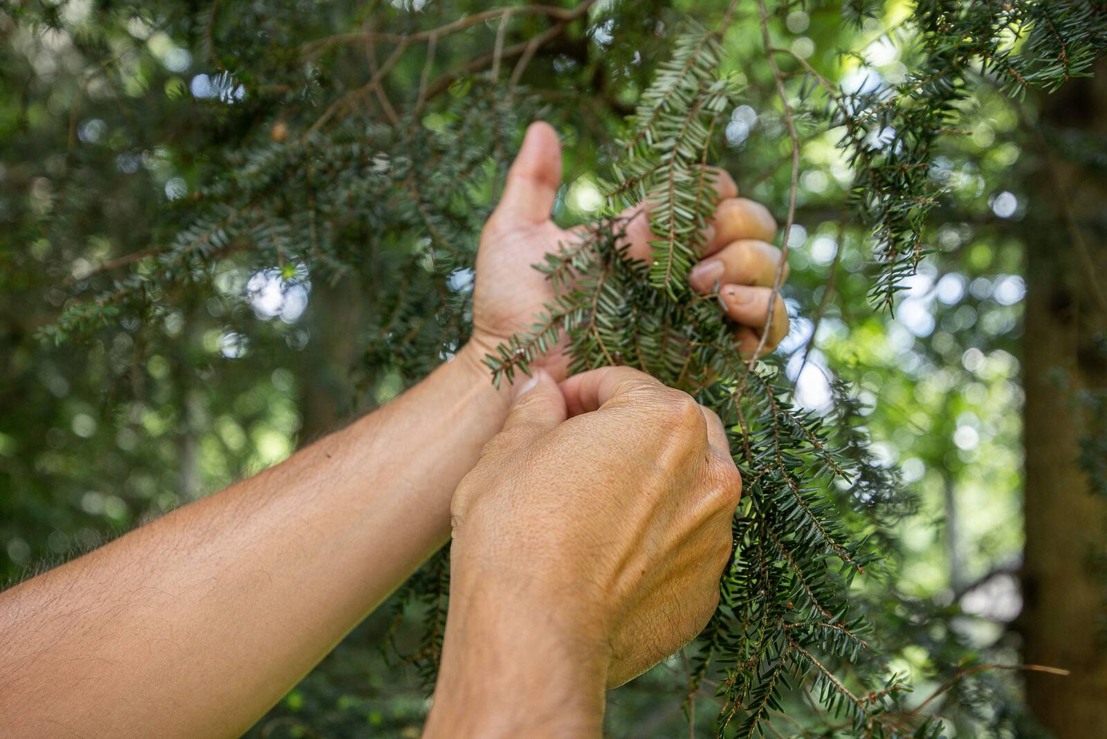 inspecting conifer branches and foliage