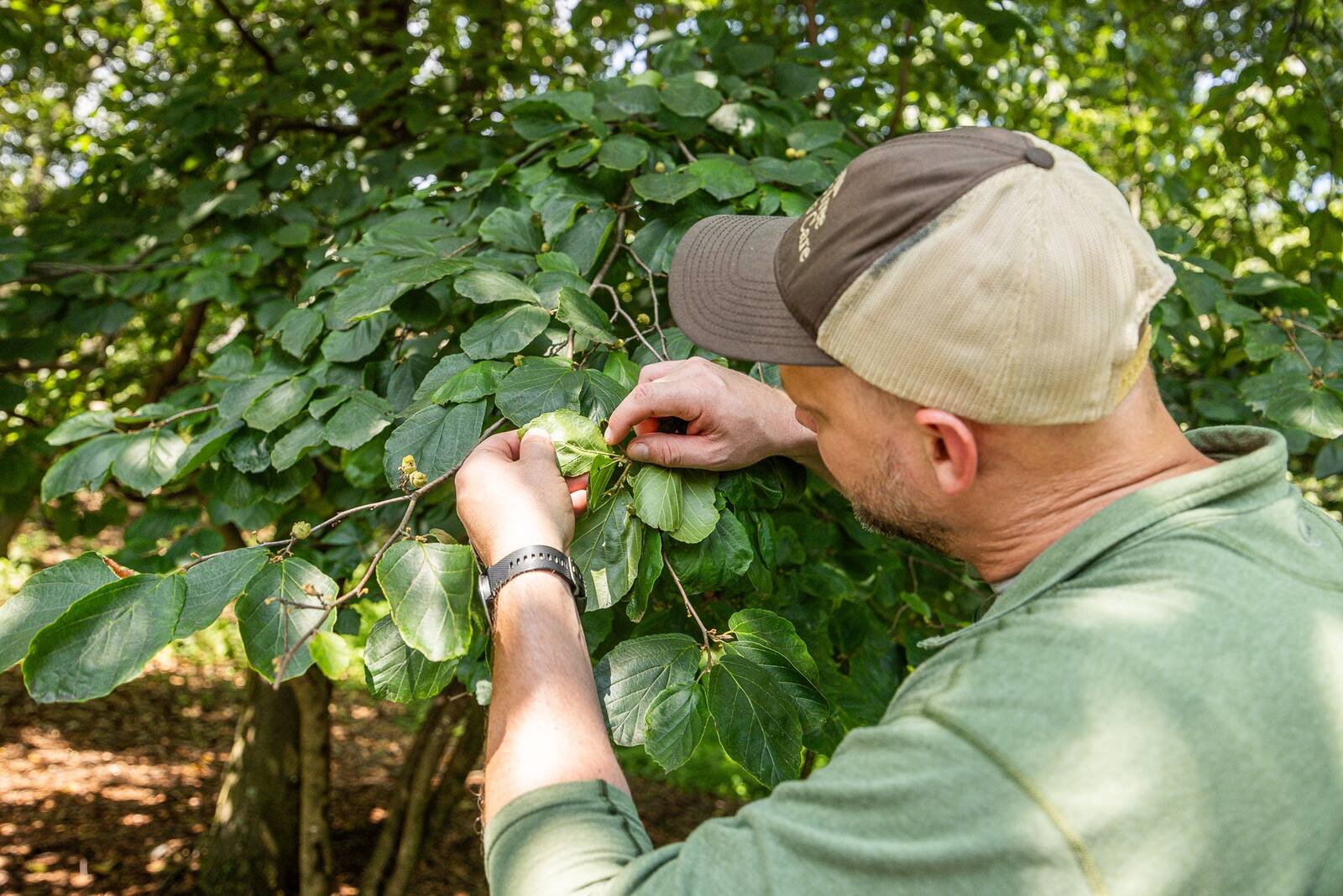 inspect your leaves for signs of spring pest infestations