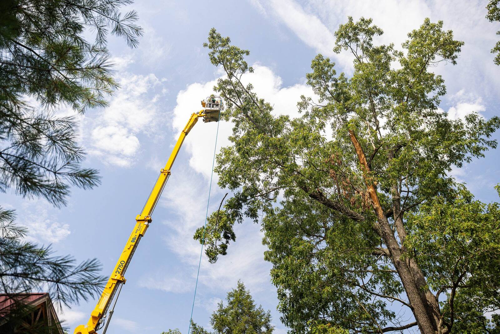 lifts hare used for pruning tall trees