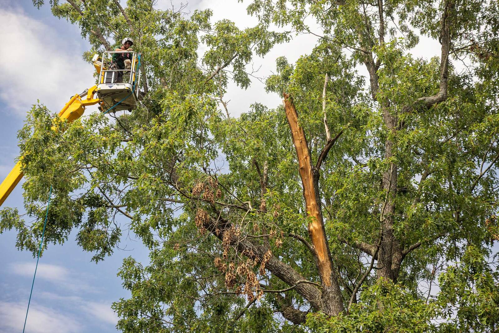 cabling requires climbing into a tree and using heavy equipment
