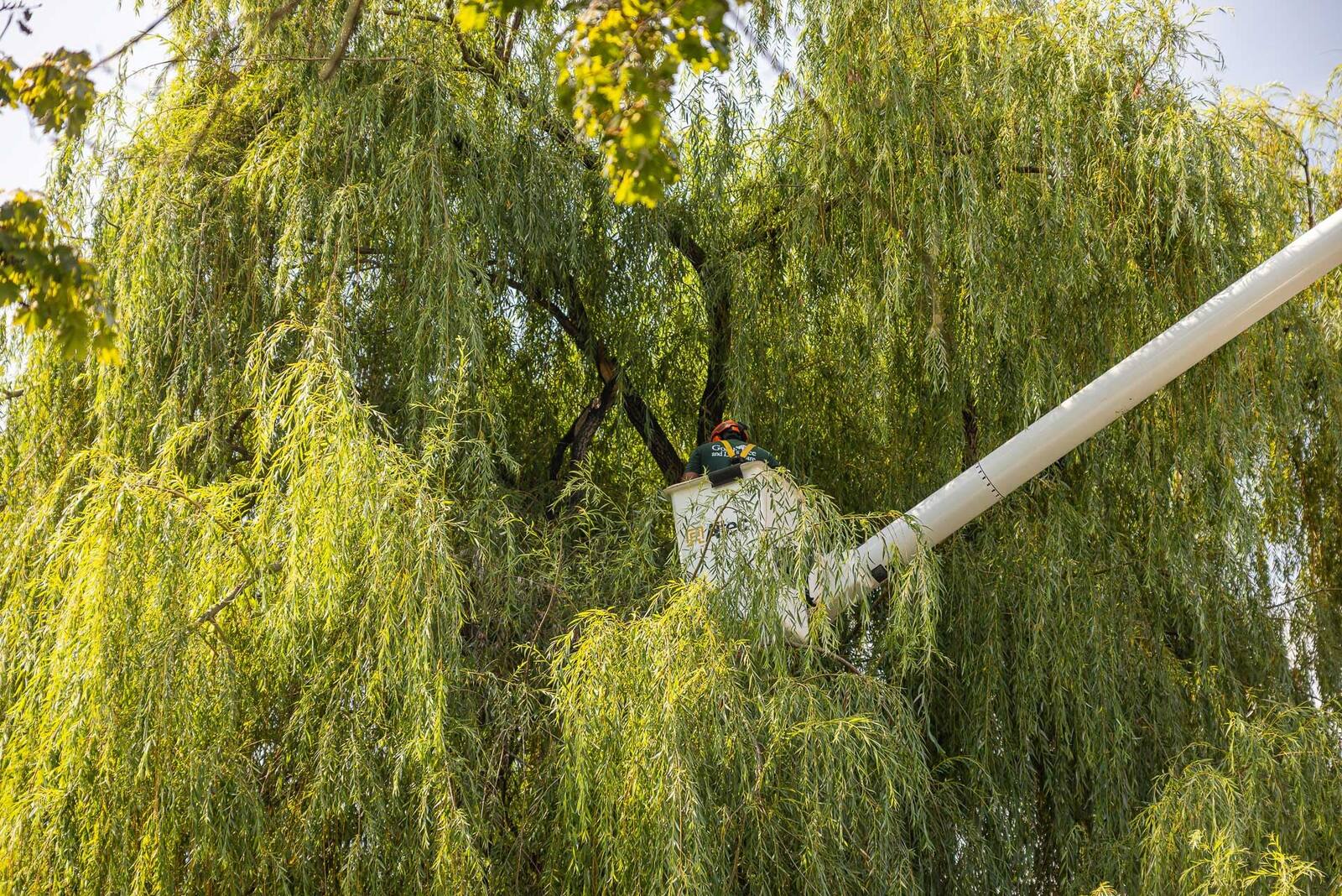 performing reduction pruning to help the tree survive storms