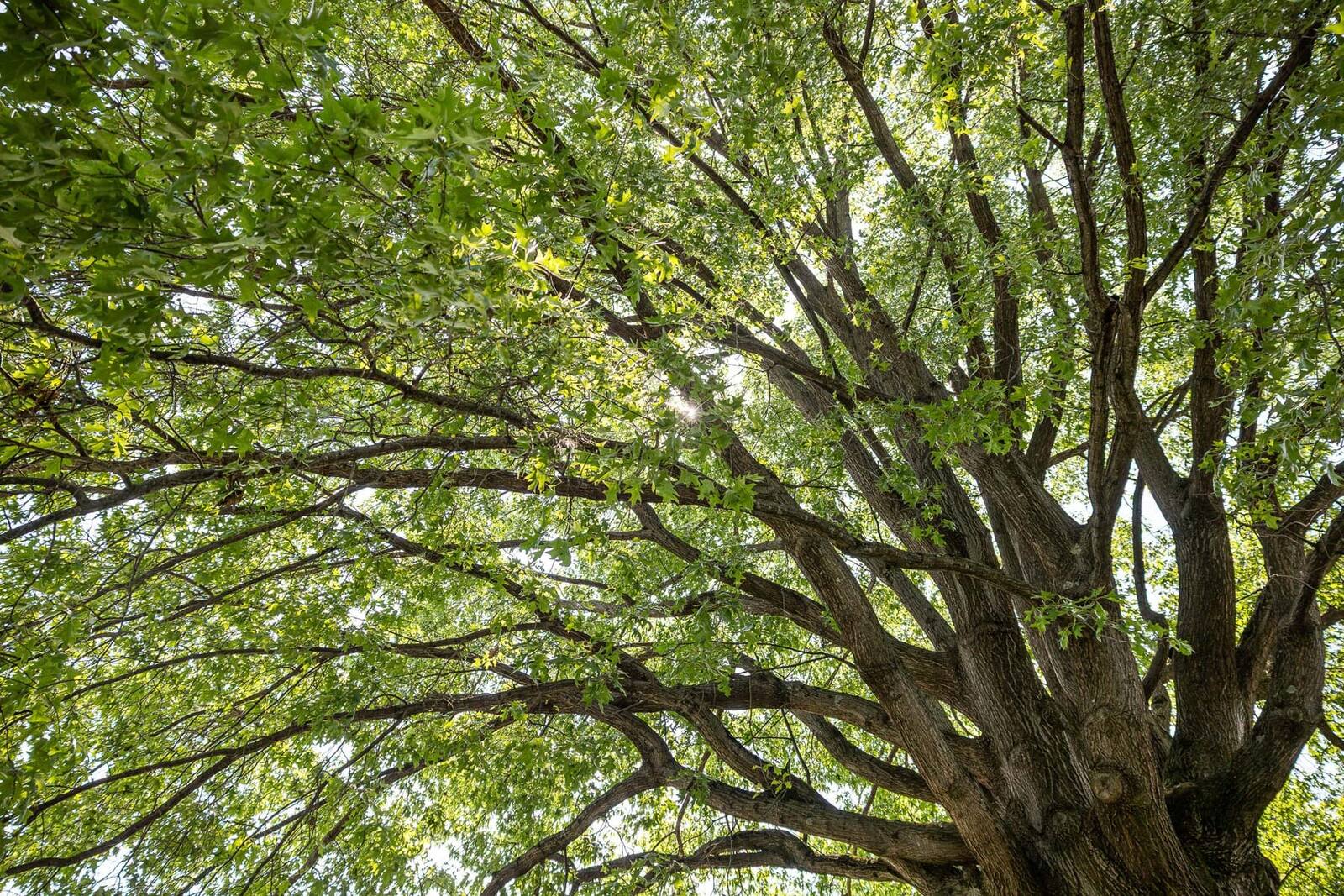a tree with all of its foliage is difficult to see the branch structure