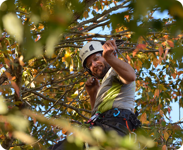 ISA Certified Arborist climbing through an oak canopy
