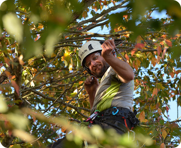 ISA Certified Arborist climbing through an oak canopy