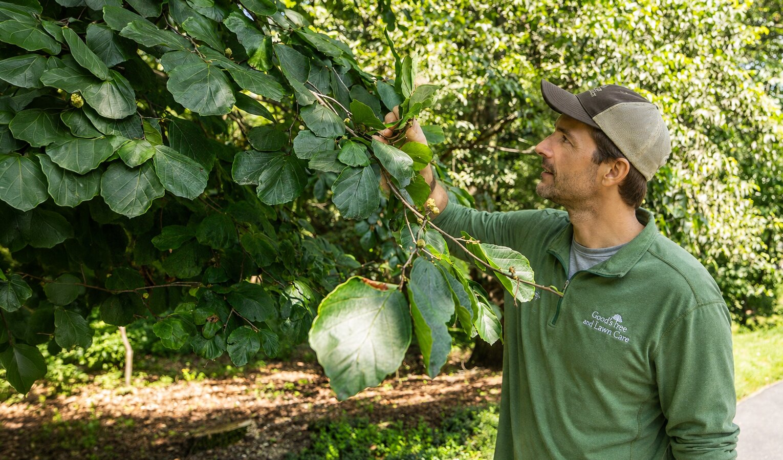 Good’s arborist inspecting the trunk and root flare of a mature tree
