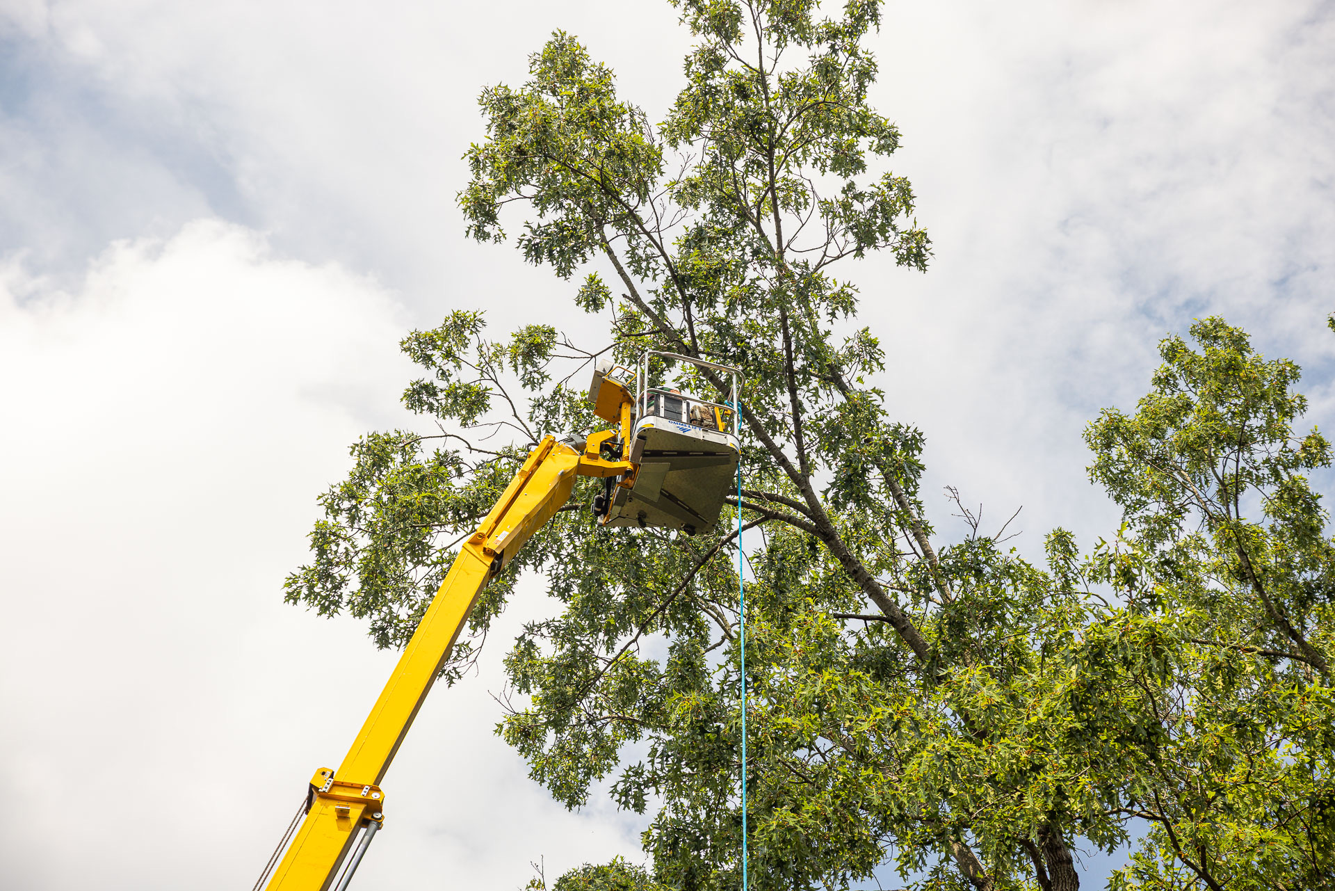 Arborist pruning a tree from a spider lift