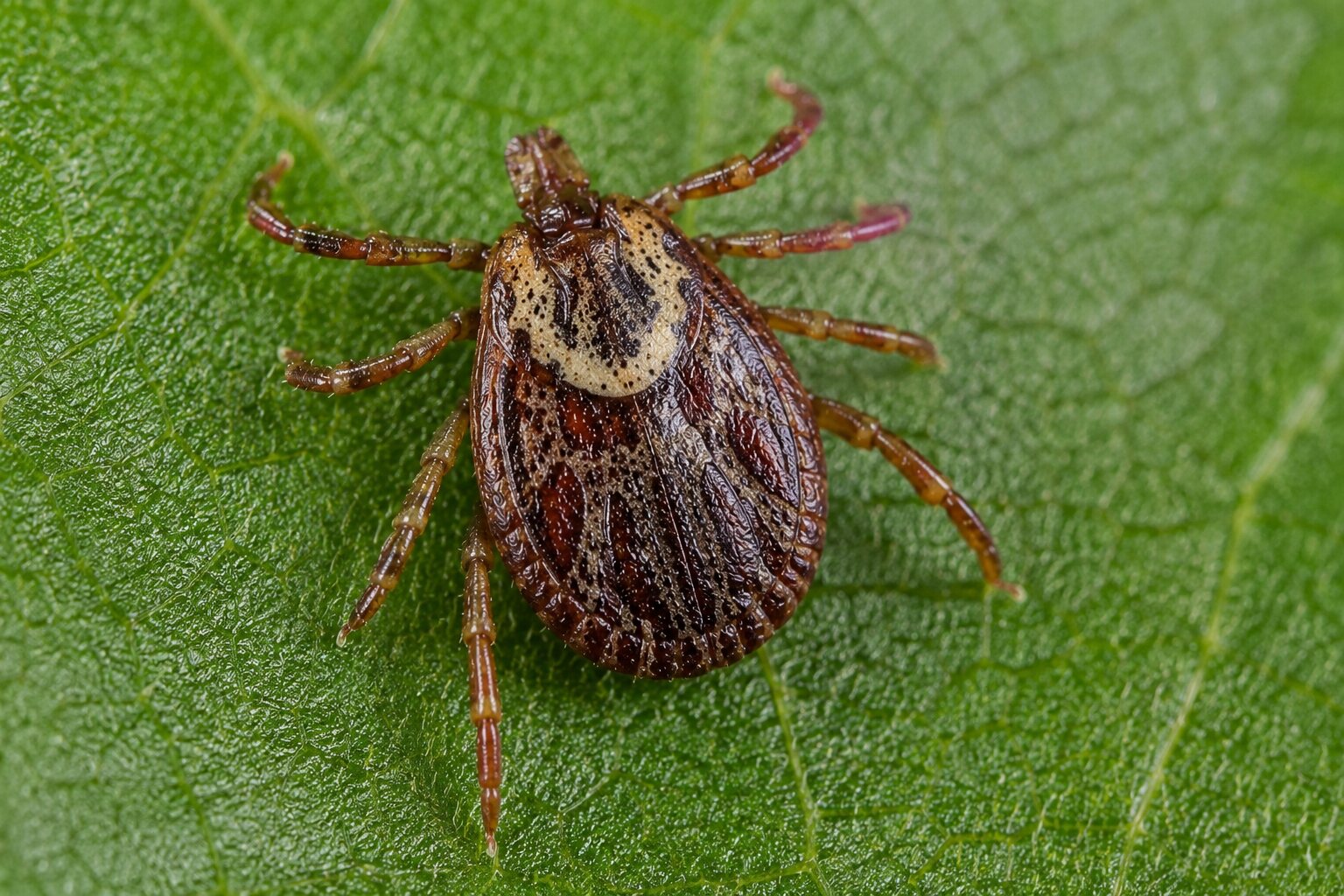 American dog tick — Dermacentor variabilis — close up