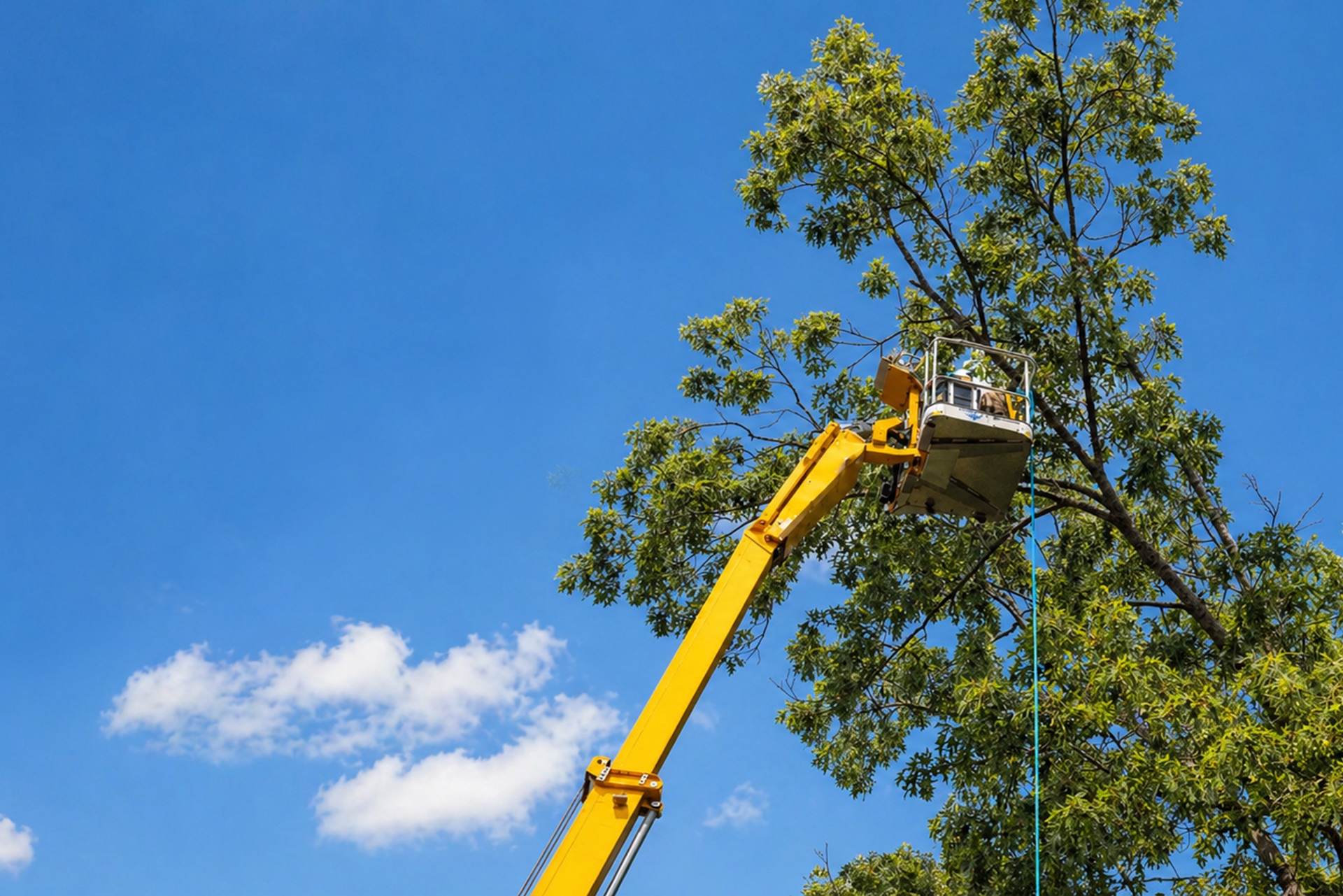 Yellow bucket lift extended into a tree canopy under a blue sky