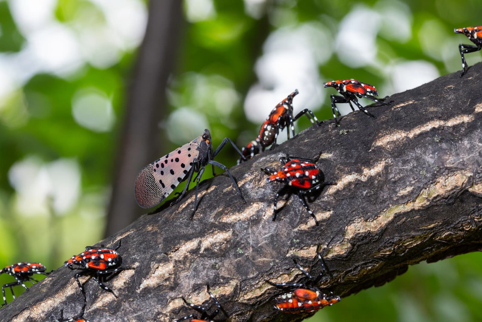 Adult spotted lanternfly beside red fourth-instar nymphs, the stages homeowners see in late summer
