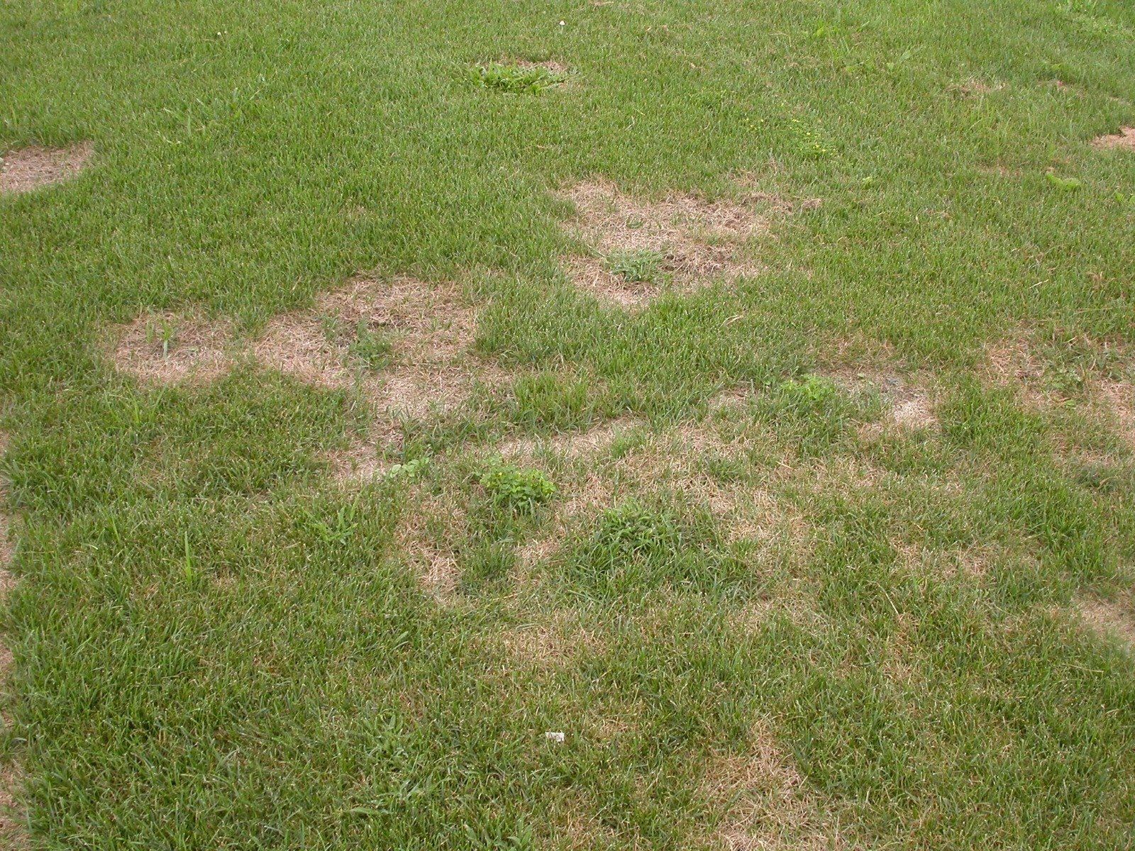 summer patch lawn disease