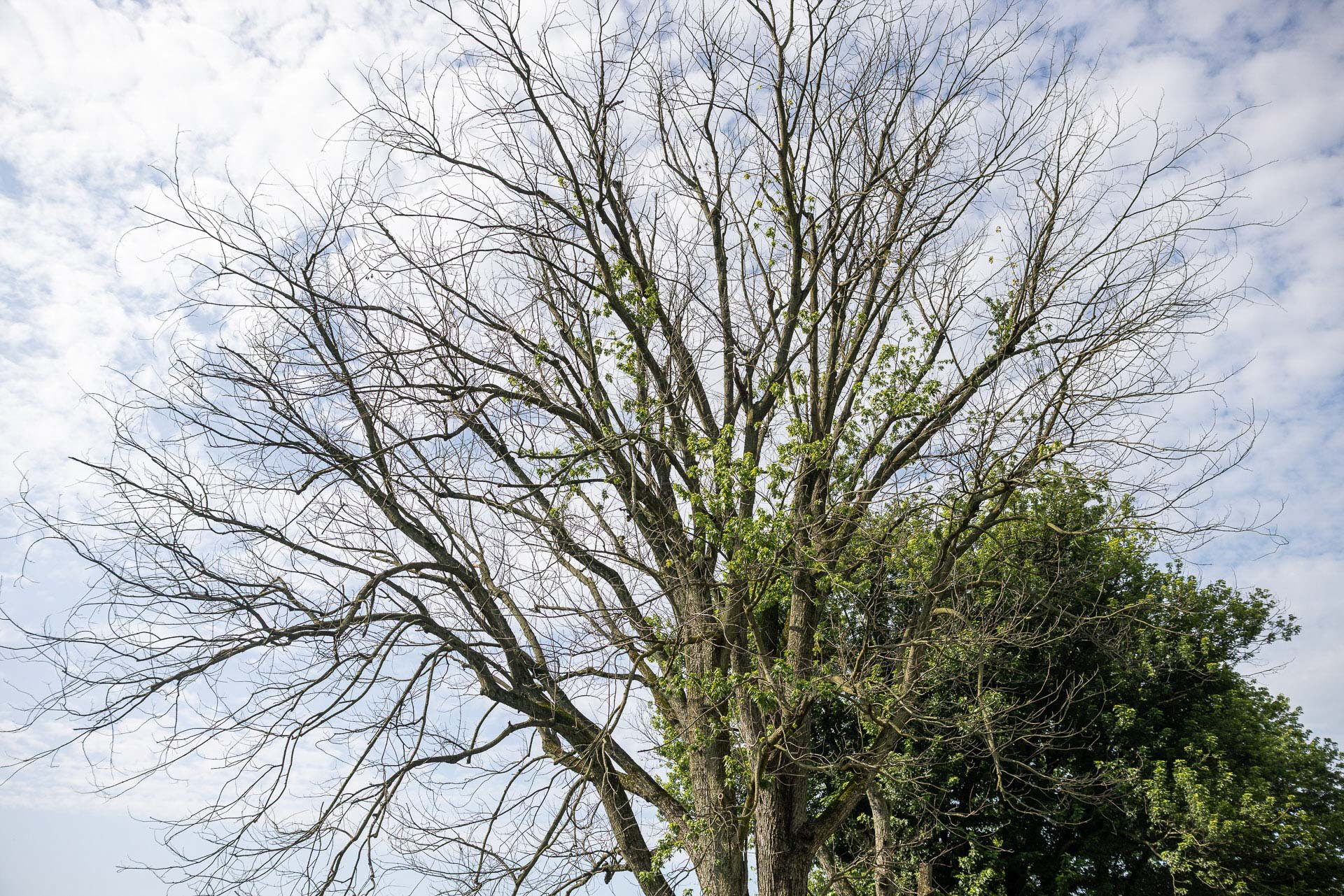 a dying tree with a sparse canopy