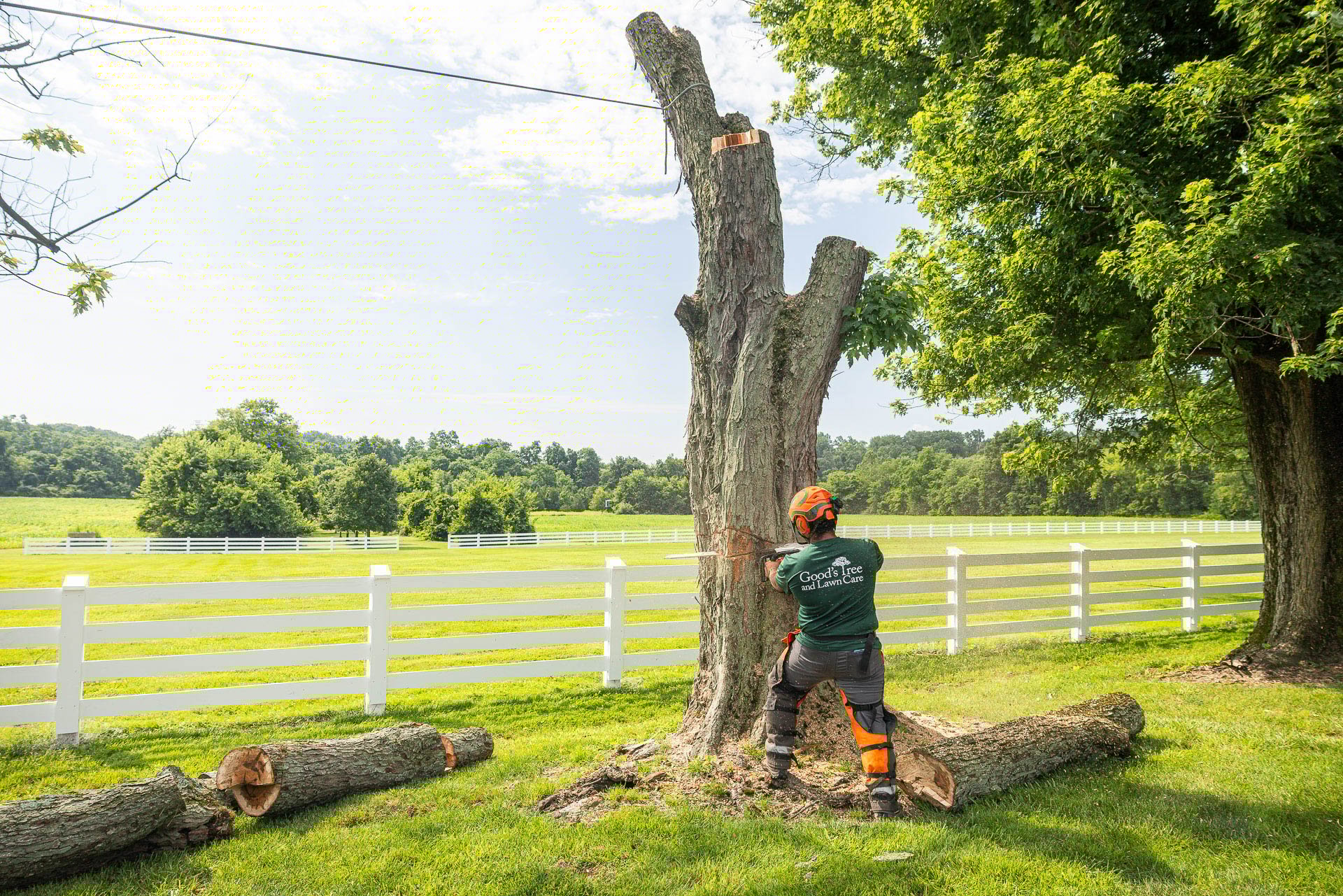 dead tree trunk removal chainsaw brace 4