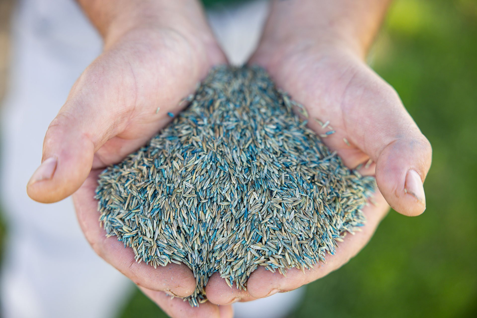 detail grass seed hands