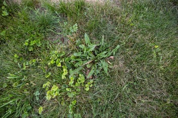 lawn weeds in south central pennsylvania
