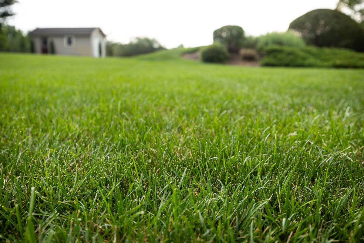 healthy grass is built in the fall