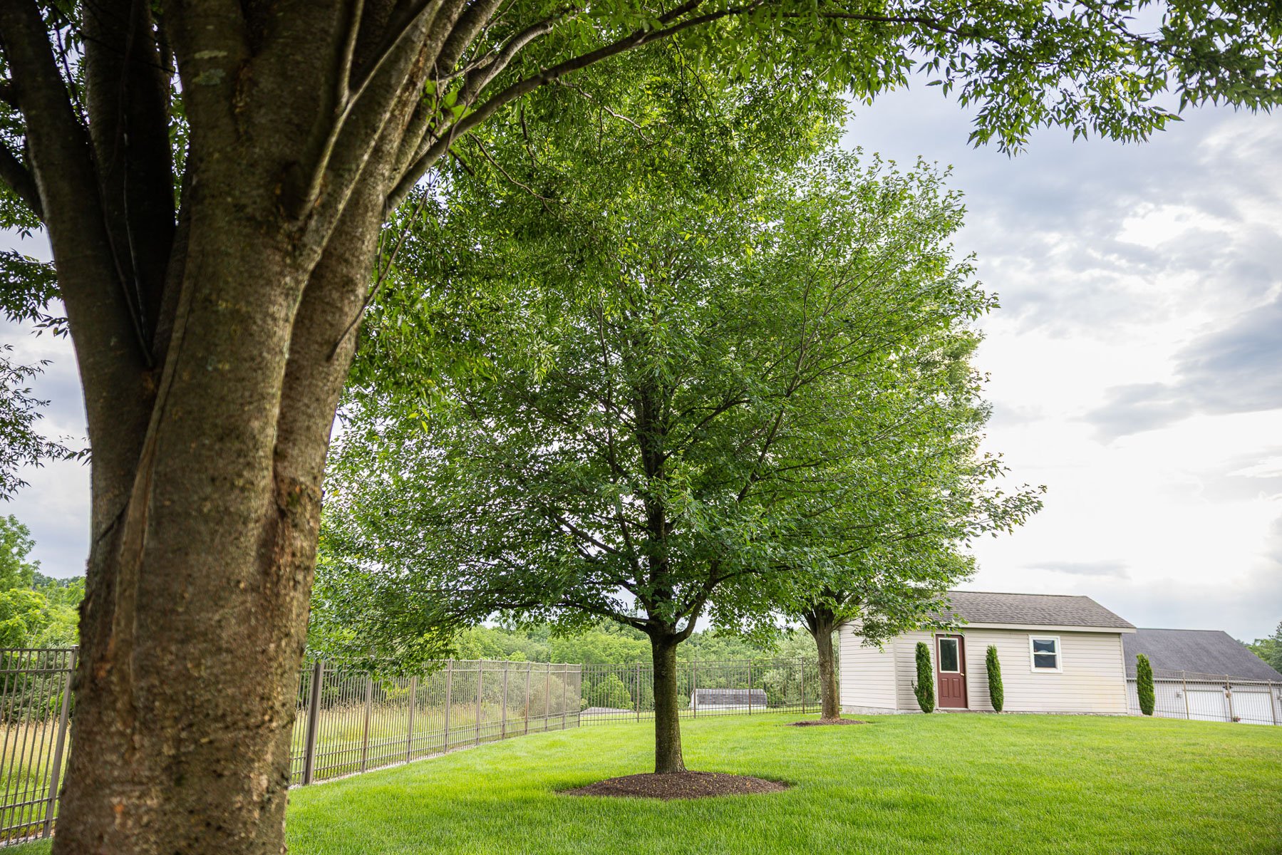 healthy tree in a yard