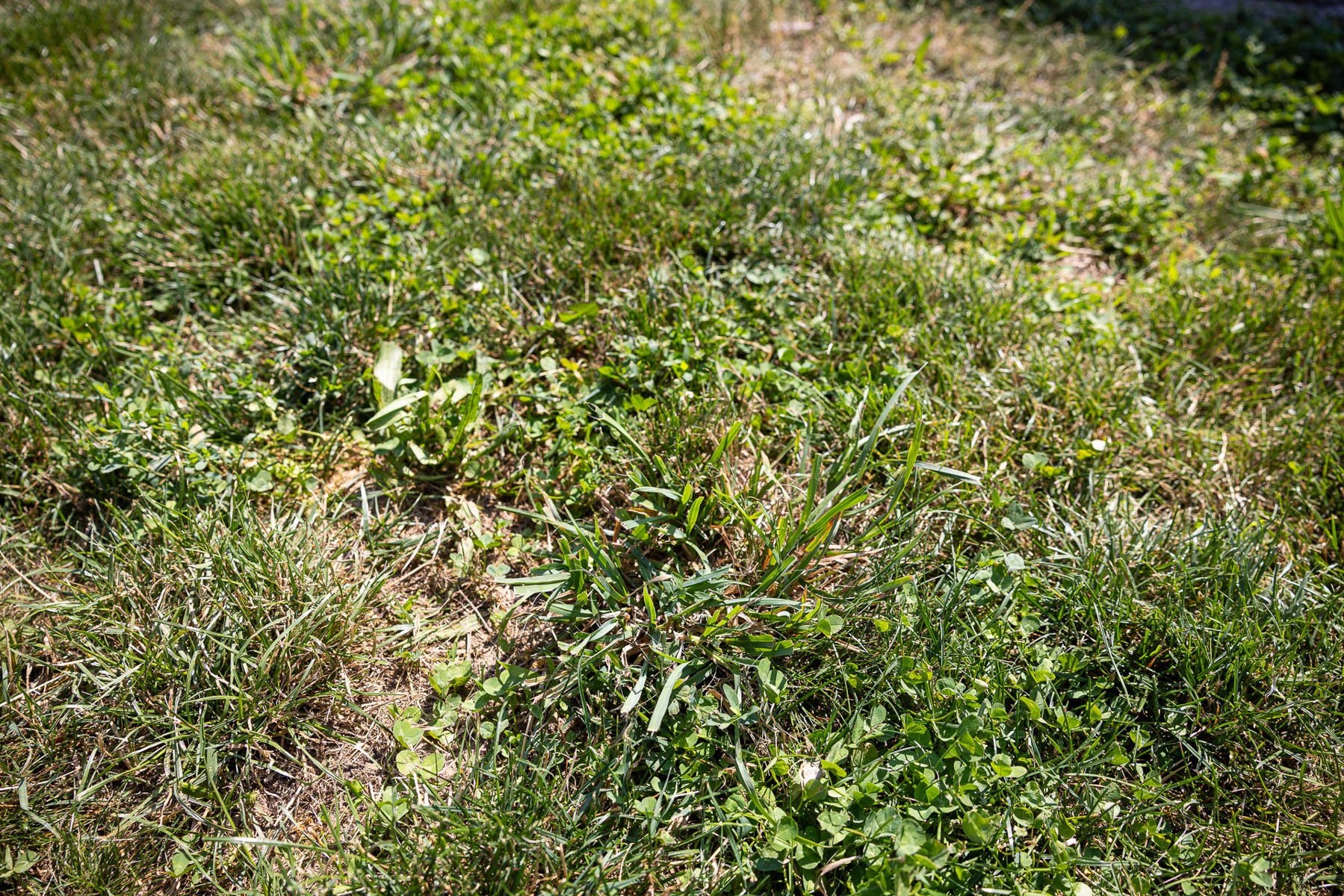 crabgrass and other weeds emerging in a struggling patch of grass