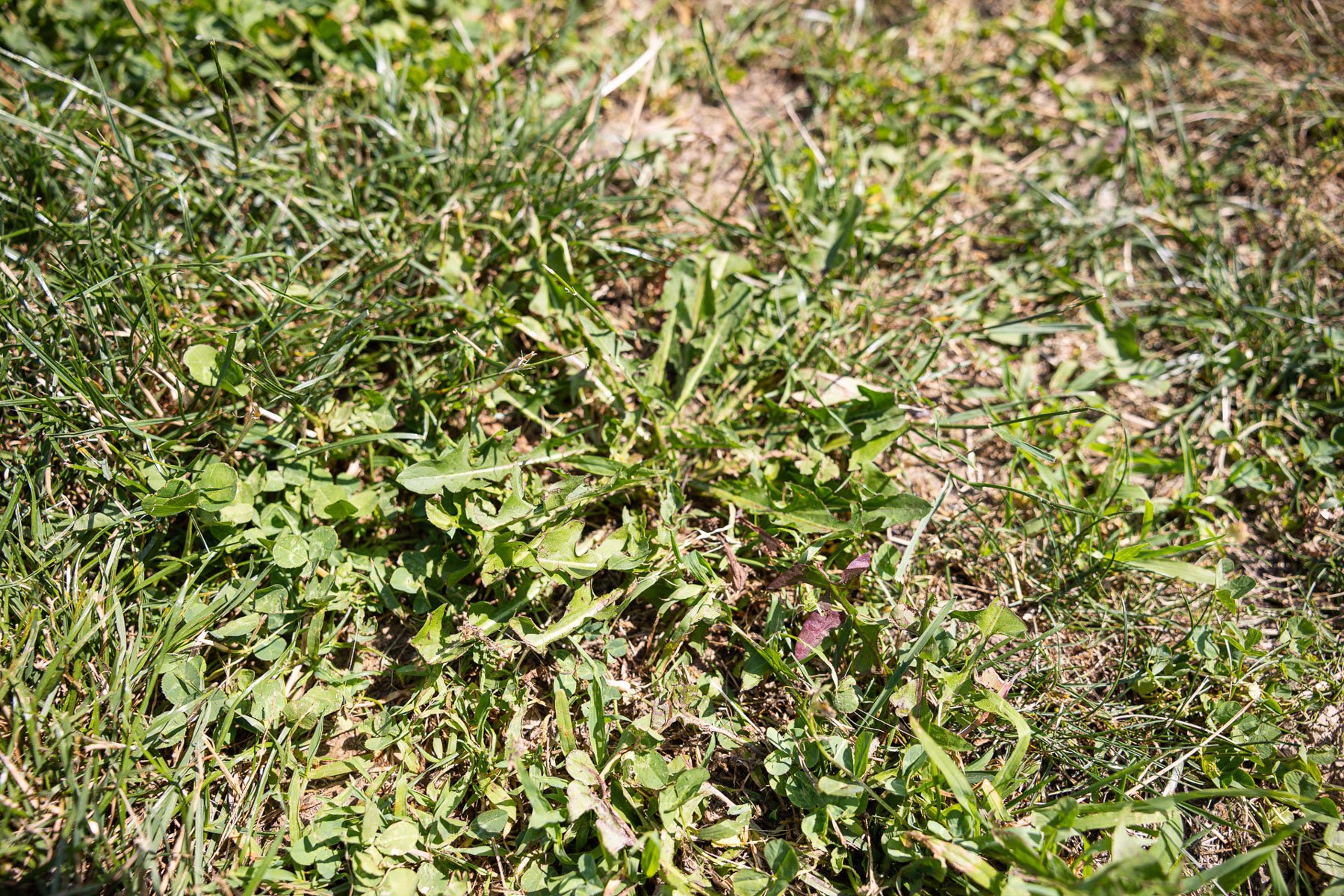 weeds growing in struggling grass
