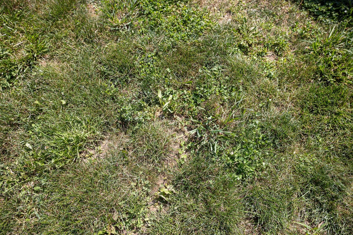 salt in your lawn can lead to dead patches and an uptick in weeds