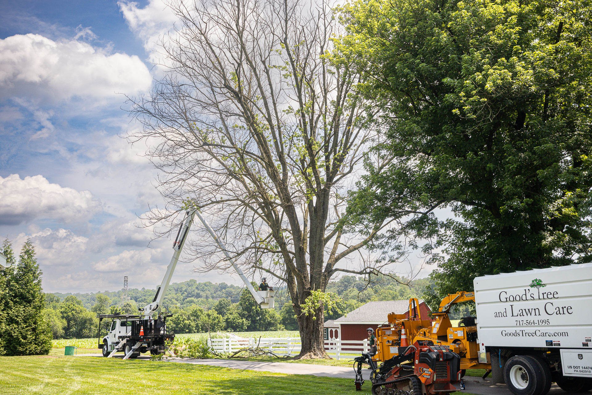 a tree that did not come back in the spring