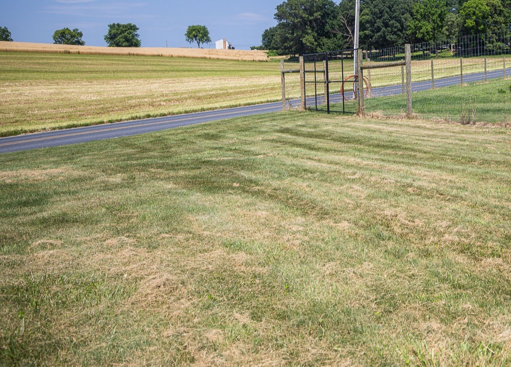 what lawns can look like with poor DIY lawn care programs