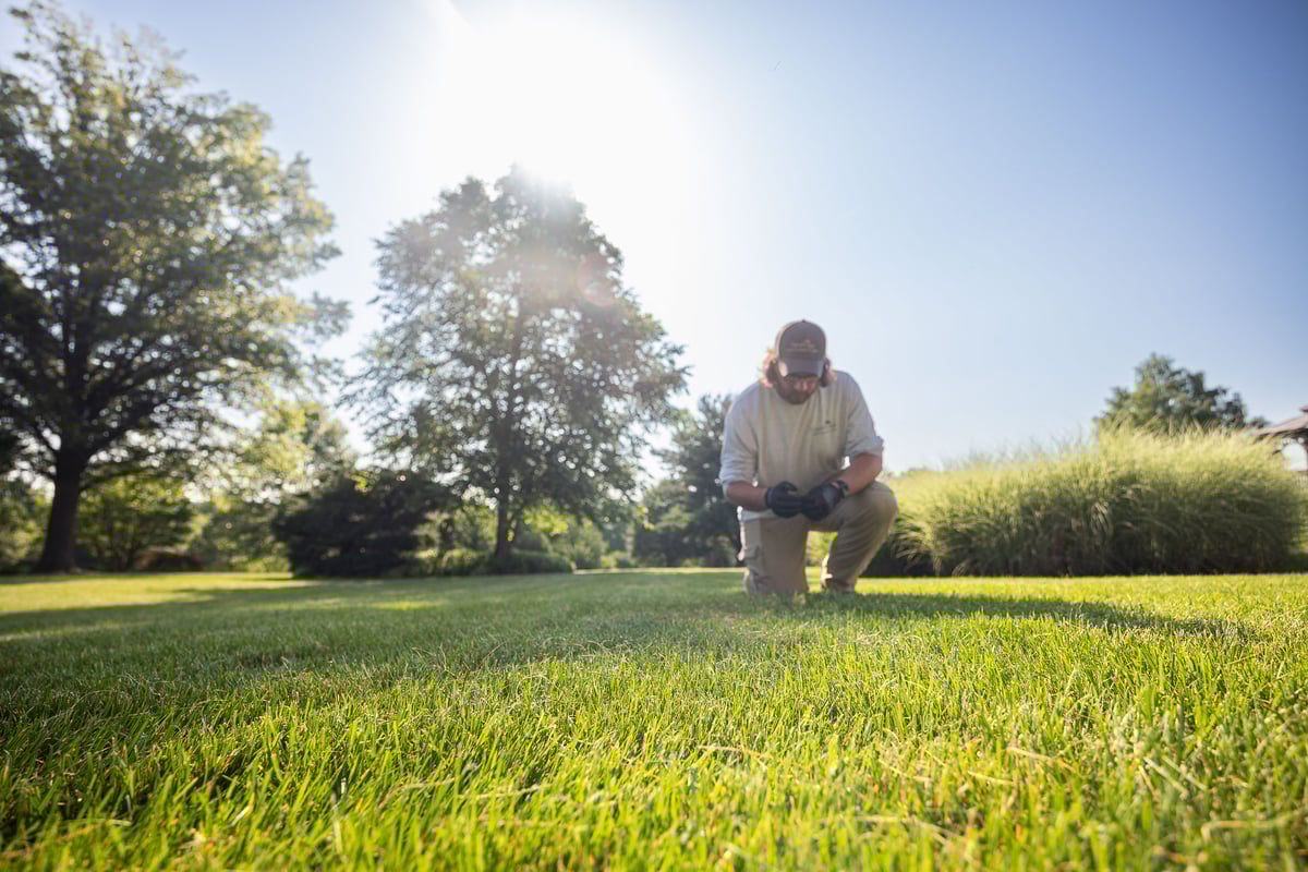 lawn care tech inspecting grass for possible damage over the winter