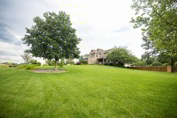 healthy tree in spring