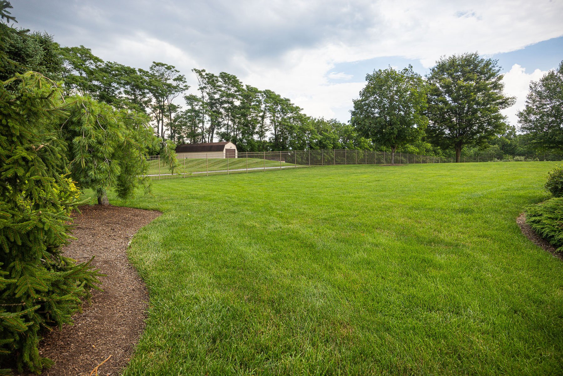 nice green lawn grass backyard fence trees shrubs plants 5