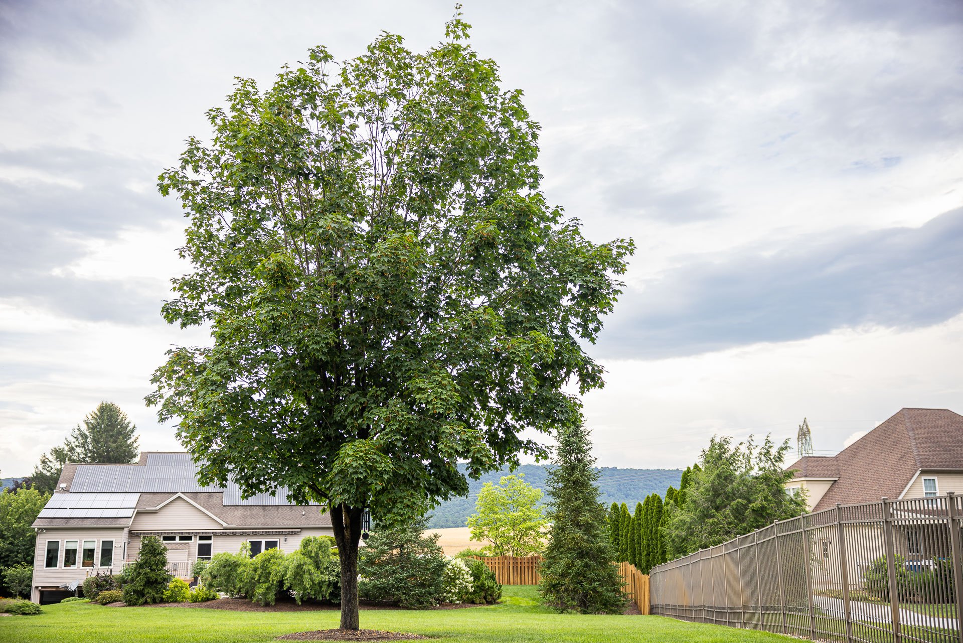 trees like lindens and maples typically require more support