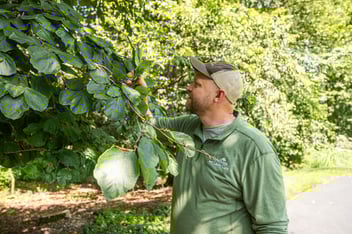 plant care technician inspecting leaves