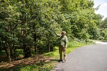 technician inspecting leaves on a tree