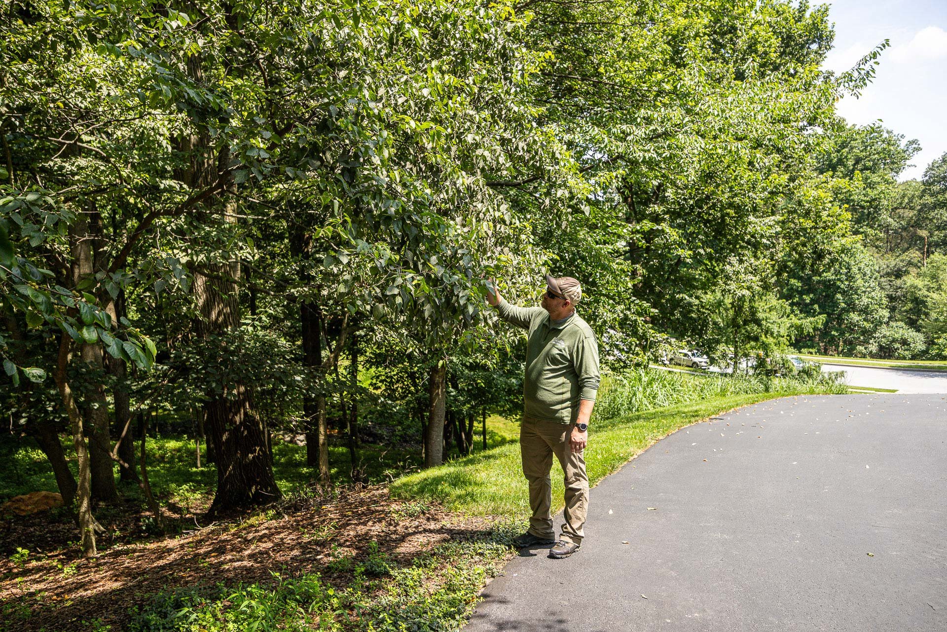 plant health care technician inspecting leaves foliage tree