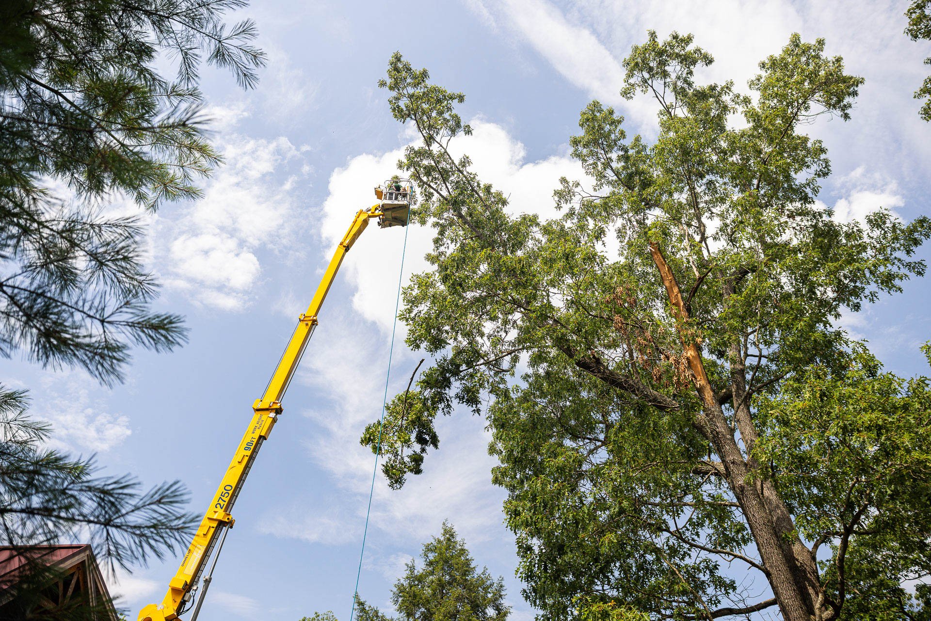 lifts hare used for pruning tall trees