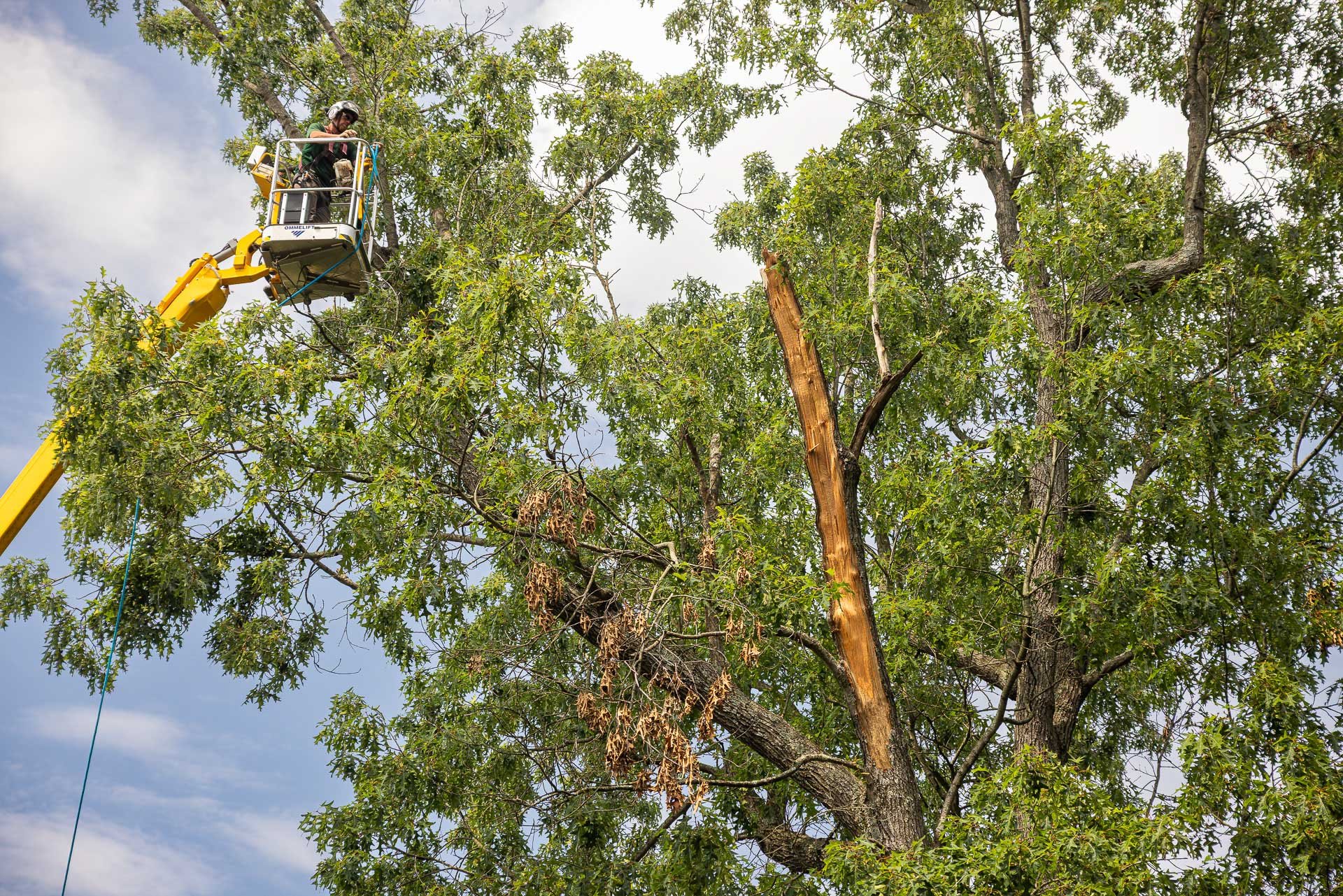 trees can bounce back even after removing large portions of damaged branches