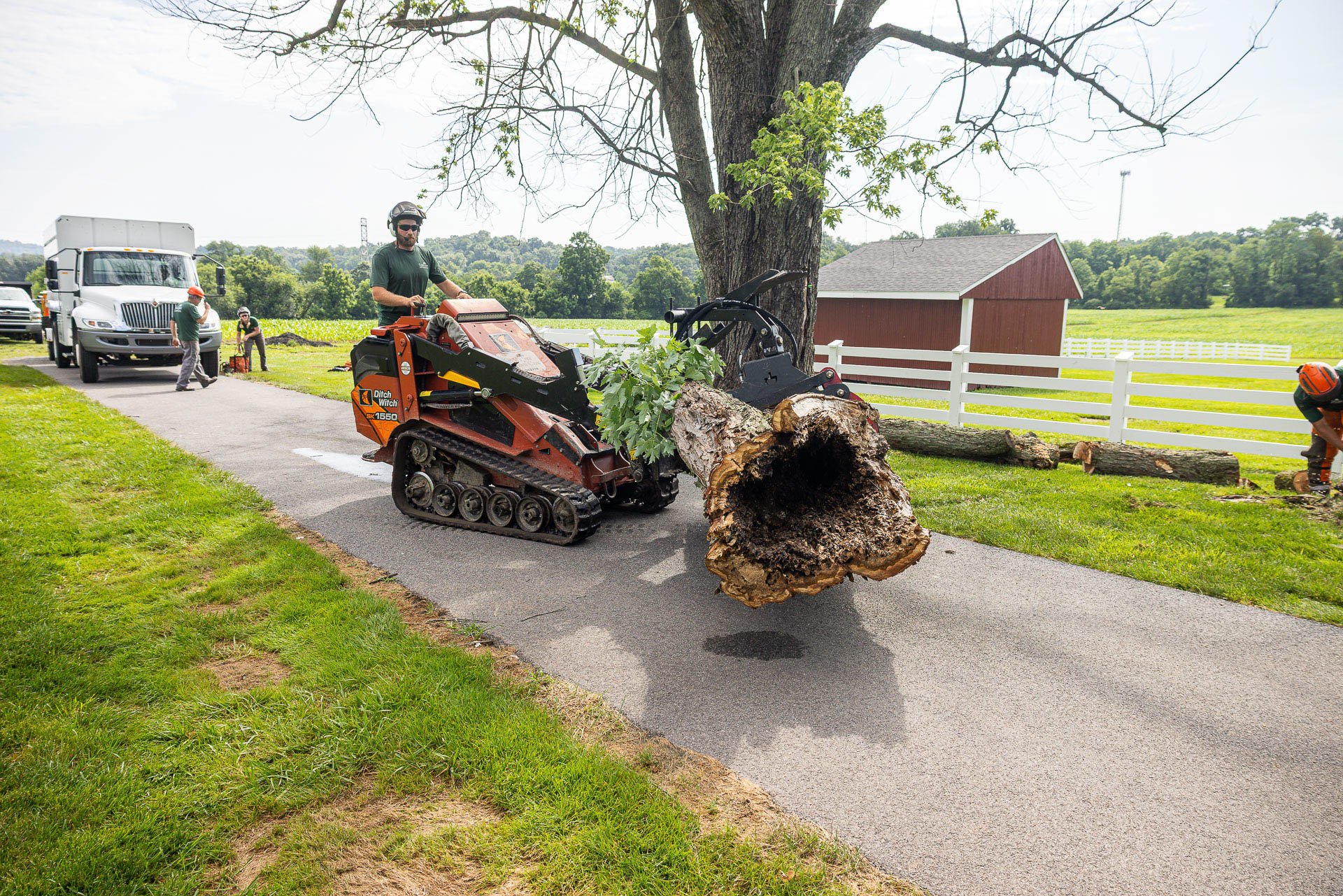 rotted tree with a cavity in the middle